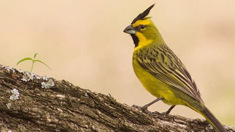 Rescatan en Tucumán 47 aves silvestres, entre ellas una especie en peligro de extinción - Tucumán