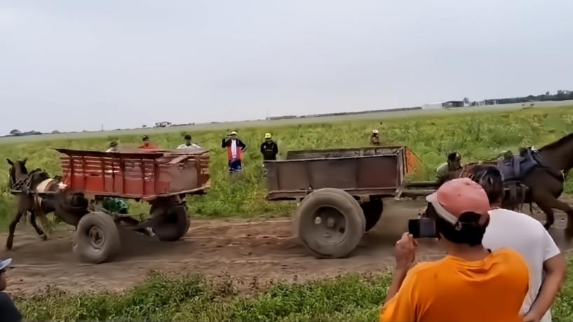 "Enganchados entre sí": la Justicia de Tucumán investiga maltrato animal "Enganchados entre sí": la Justicia de Tucumán investiga maltrato animal en el barrio Alejandro Heredia - Tucumán