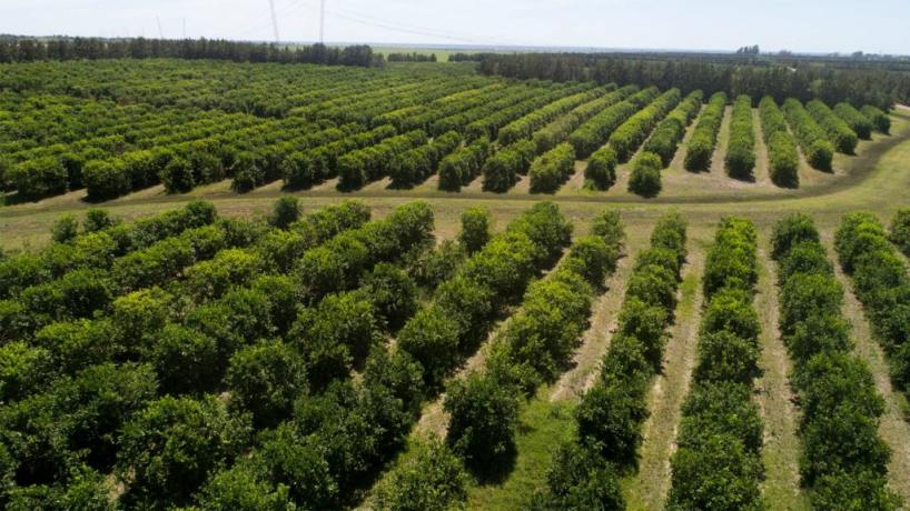 "A niveles de 2017": significativa disminución del cultivo de cítricos en Tucumán - Tucumán