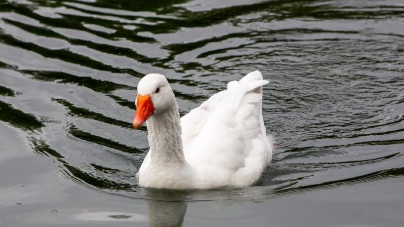 Patitos robados y un ganso en una olla: las medidas de seguridad que se aplicarán en el parque 9 de Julio - Tucumán